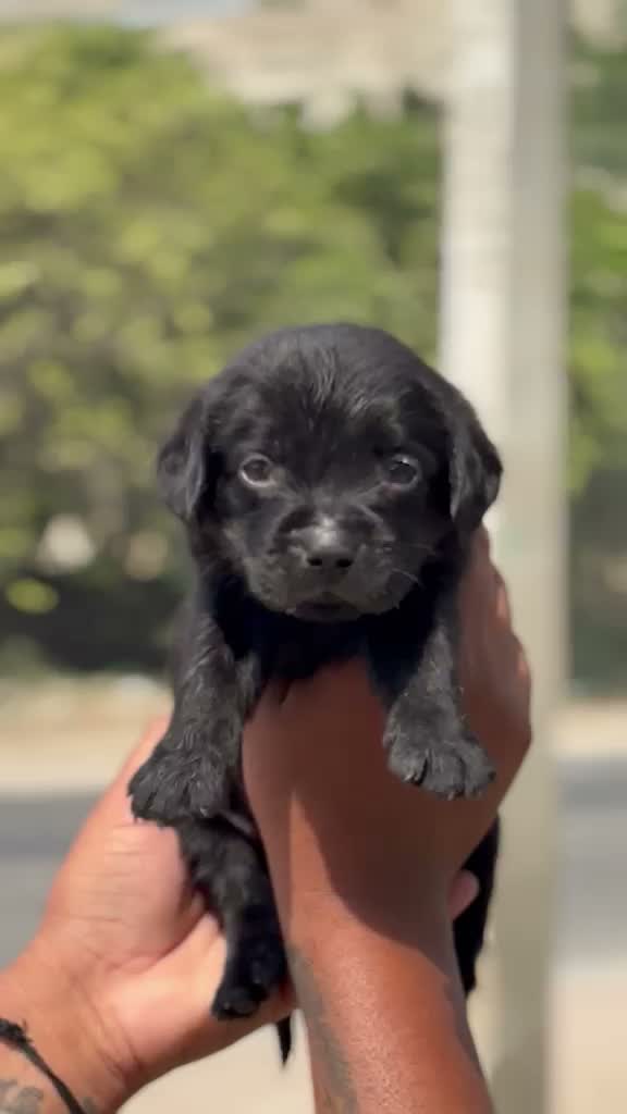 Dachshund Puppy, farm video