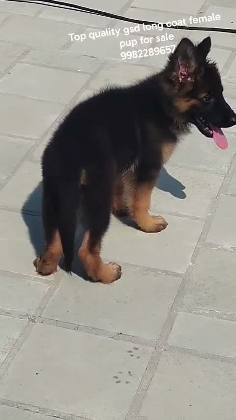 German Shepherd Puppy, farm video