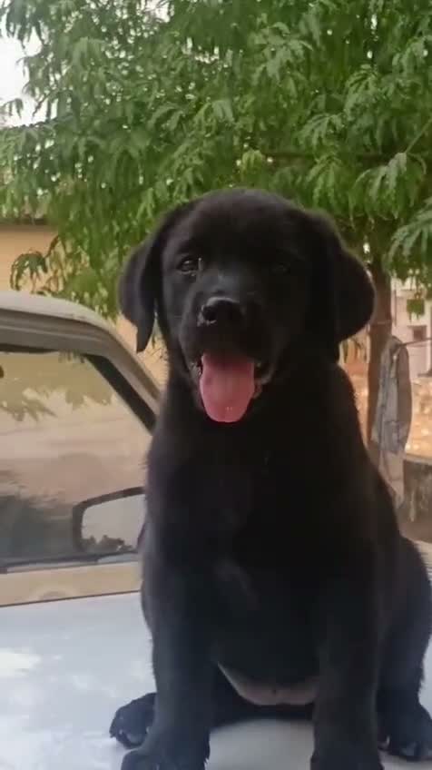Dachshund Puppy, farm video