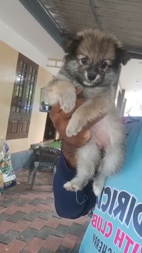 Pomeranian Puppy, farm video
