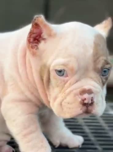 American Bully Pocket Size Puppy, farm video
