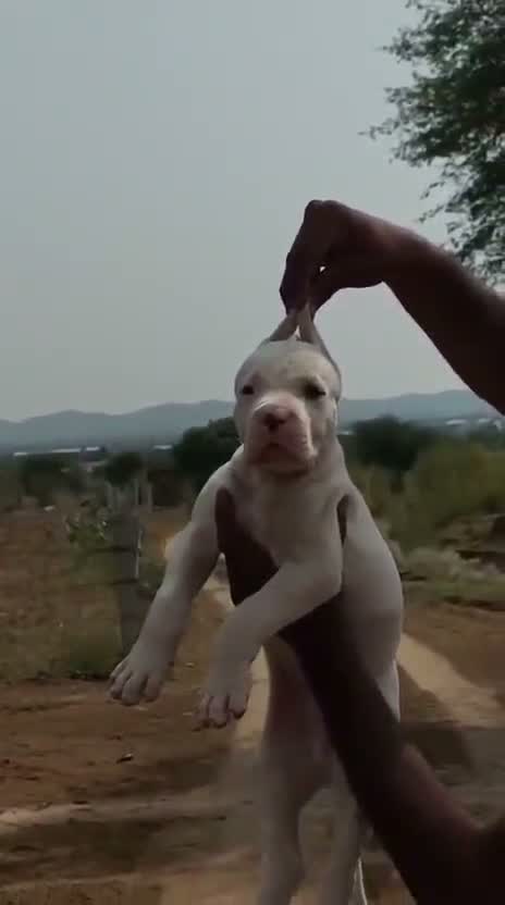 Dogo Argentino Puppy, farm video