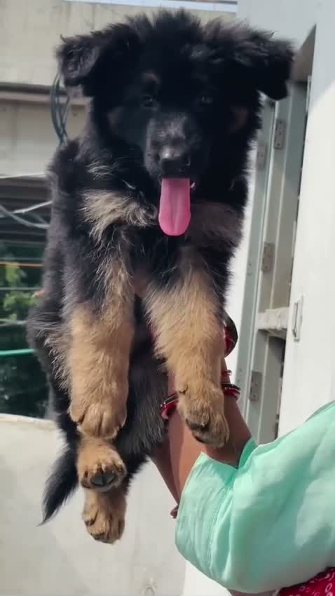 German Shepherd Puppy, farm video