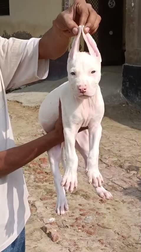 American Bully Pocket Size Puppy, farm video