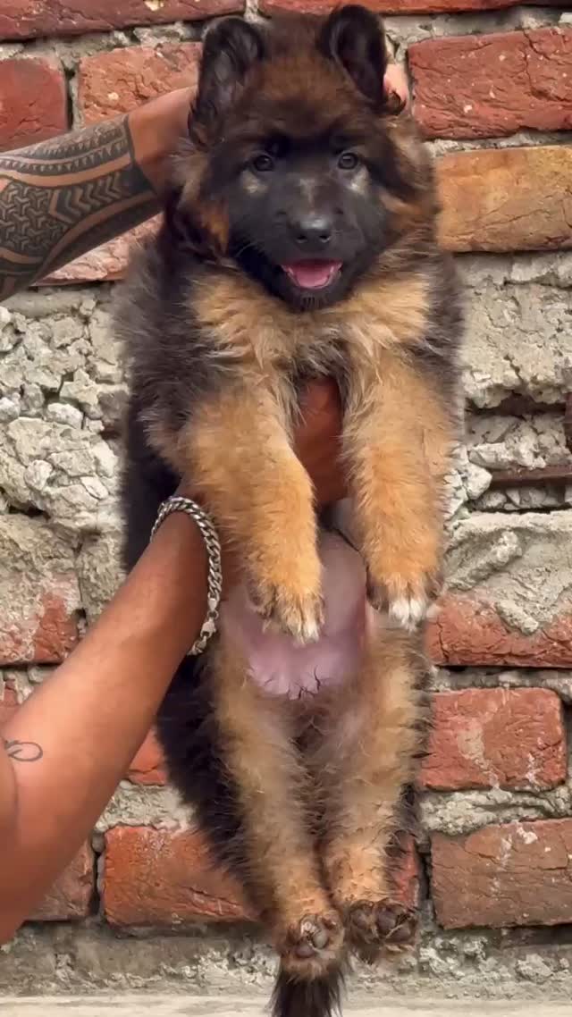 German Shepherd Puppy, farm video