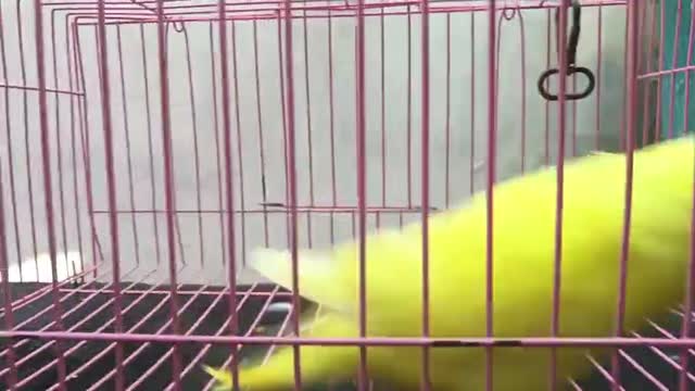 Dachshund Puppy, farm video
