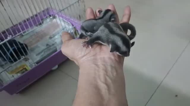 Sugar Glider | Grey, farm video