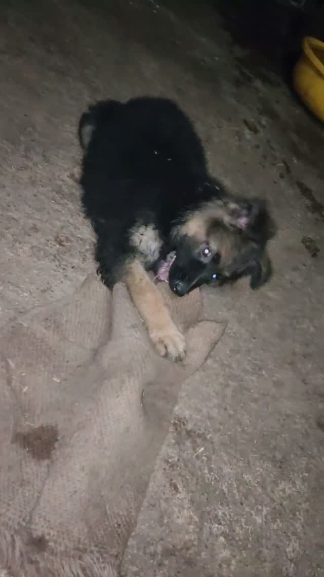 German Shepherd Puppy, farm video
