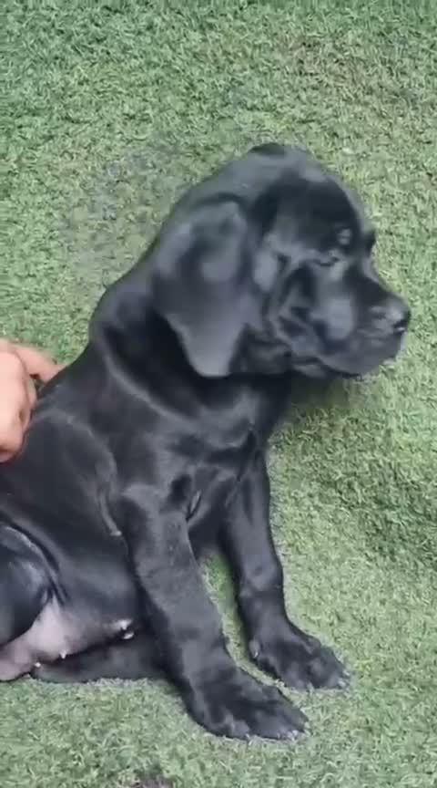 Cane Corso Puppy, farm video
