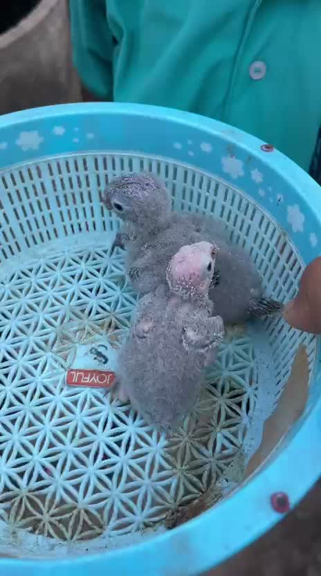 Small Cheek Conure, farm video