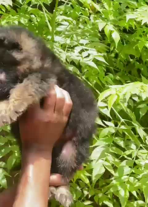German Shepherd Puppy, farm video
