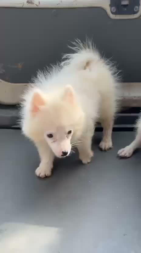 Pomeranian Puppy, farm video