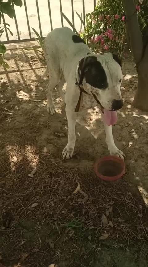 American Bully Pocket Size Puppy, farm video
