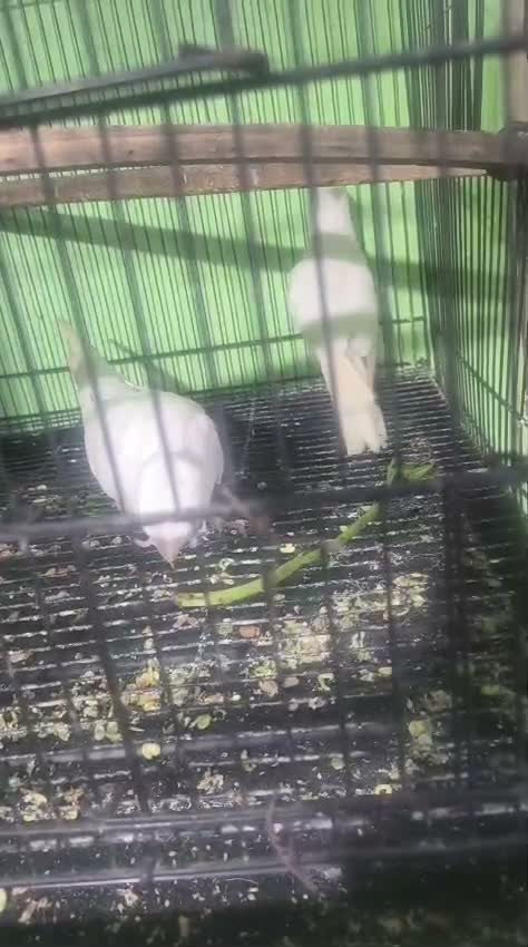 Cockatiels, farm video