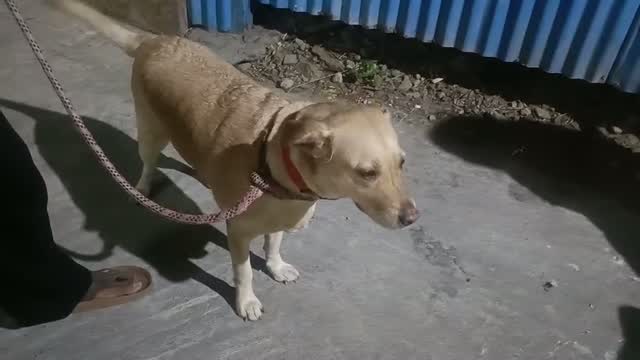 Beagle Black & Tan Puppy, farm video