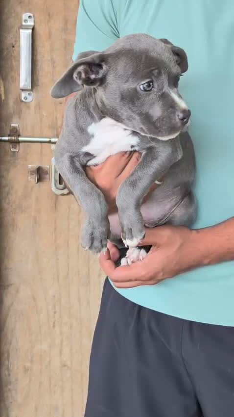 American Bully Pocket Size Puppy, farm video