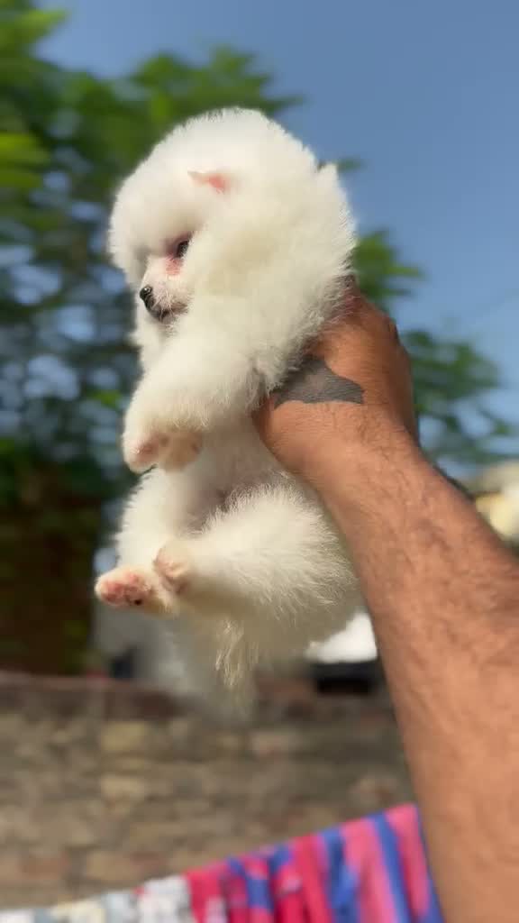 Pomeranian Puppy, farm video