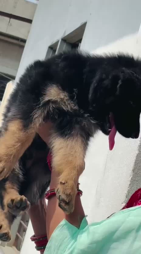 German Shepherd Puppy, farm video