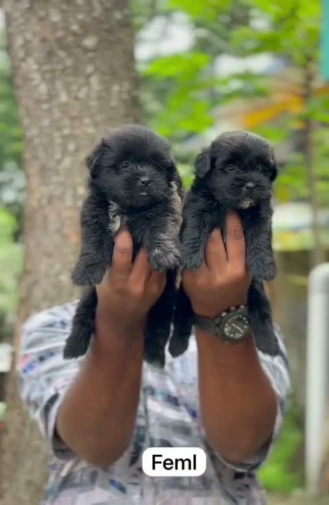 Dachshund Puppy | Brown & Tan, farm video