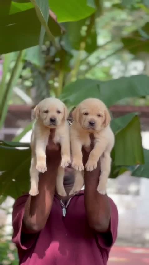 Beagle Black & Tan Puppy, farm video