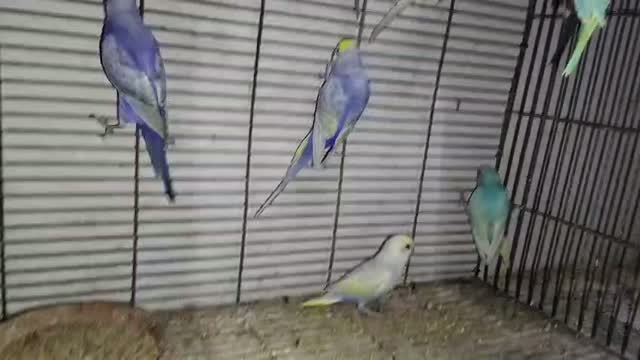Budgies, farm video