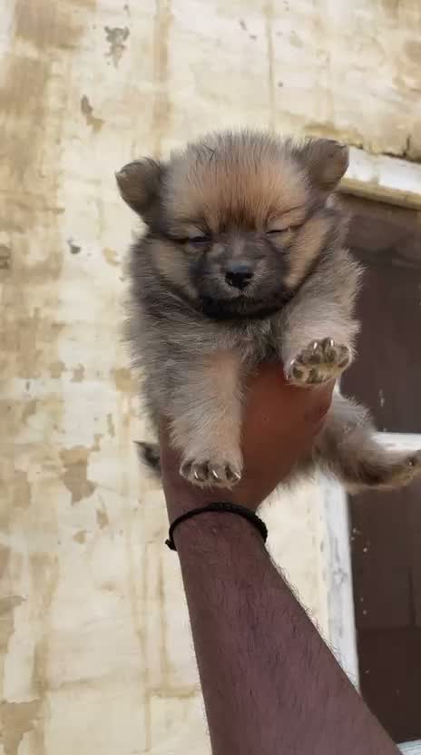 Pomeranian Puppy, farm video