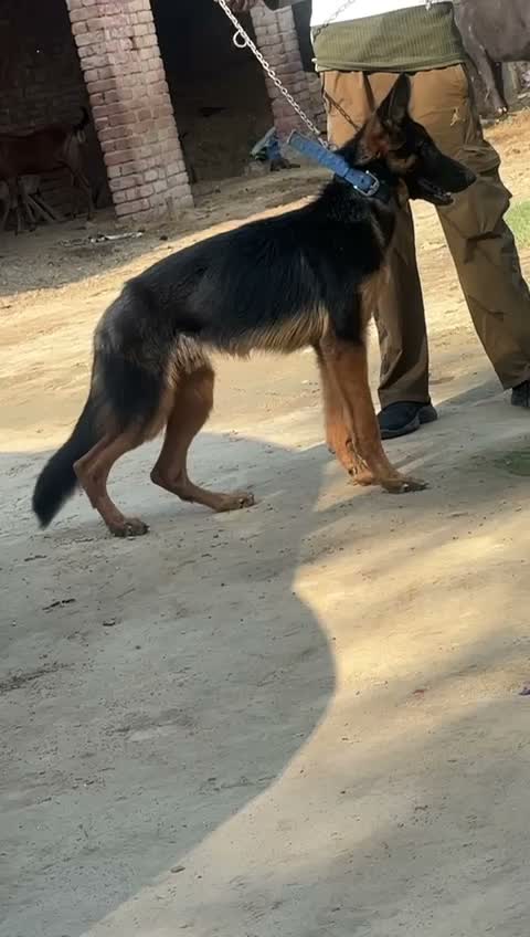 German Shepherd Puppy, farm video