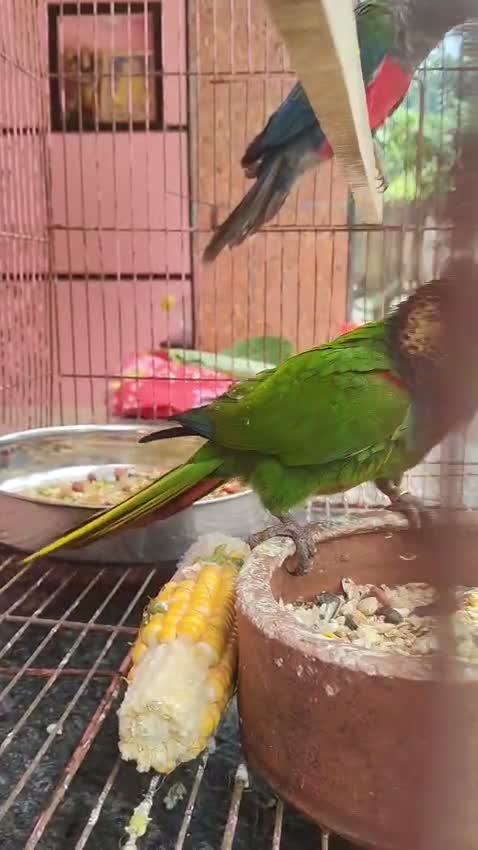 Crimson Bellied Conure, farm video