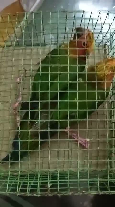 Sun Conure, farm video
