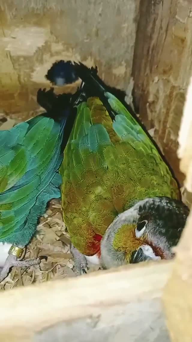 Crimson Bellied Conure, farm video