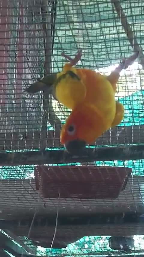 Sun Conure, farm video