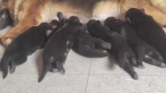 German Shepherd Puppy, farm video