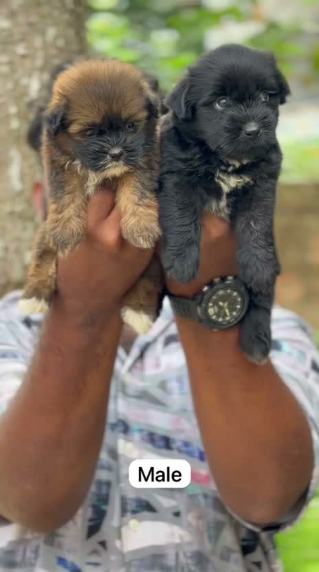 Lhasa Apso Puppies, farm video