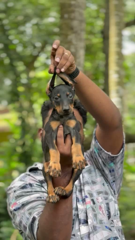 Doberman Pinscher Puppy, farm video