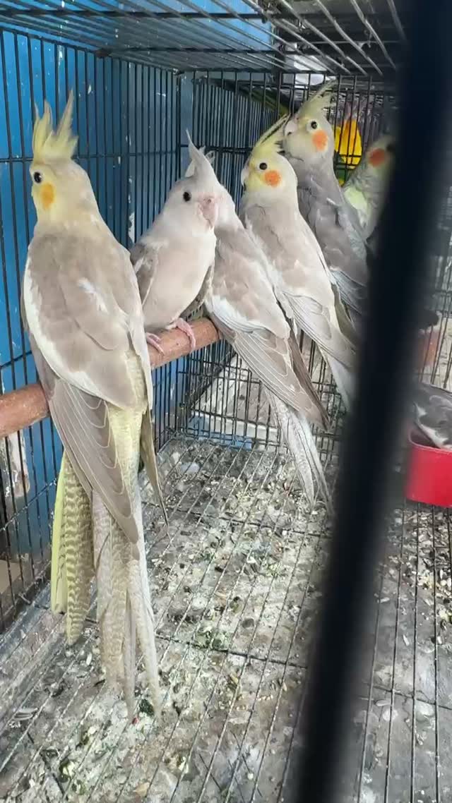 Cockatiel, farm video