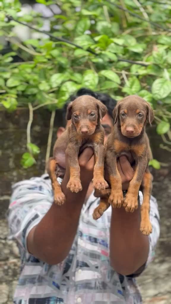Doberman Pinscher Puppy, farm video