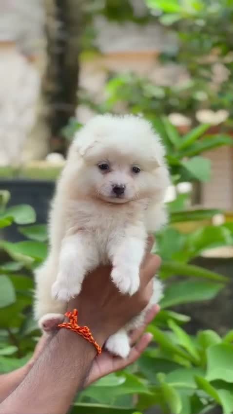 Pomeranian Puppy, farm video