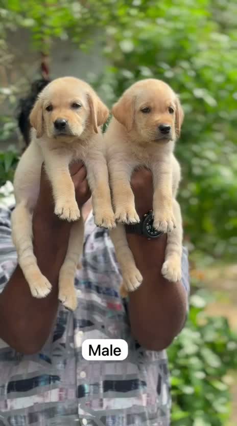 Beagle Black & Tan Puppy, farm video