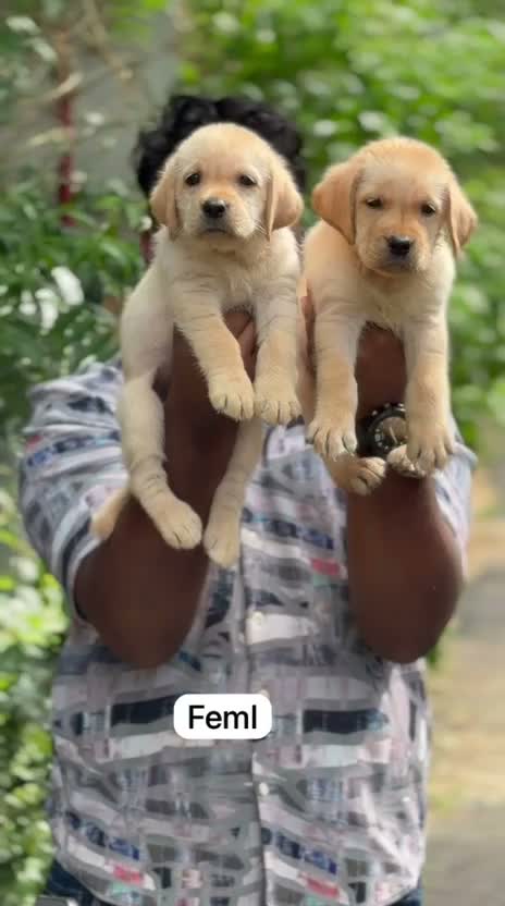 Beagle Black & Tan Puppy, farm video