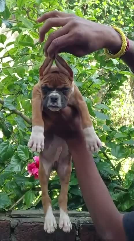Boxer Puppy, farm video