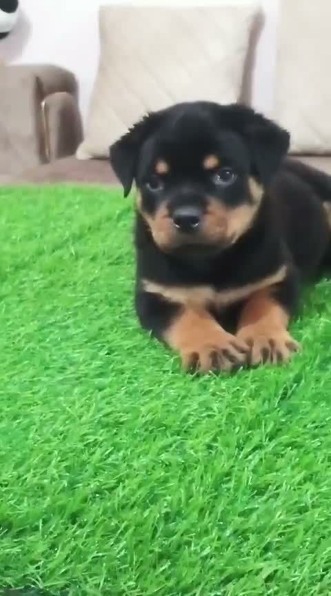 Rottweiler Puppy, farm video