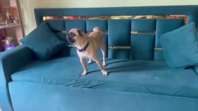 Pug Puppy | Black Color, farm video