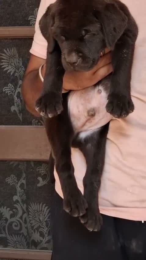 Beagle Black & Tan Puppy, farm video
