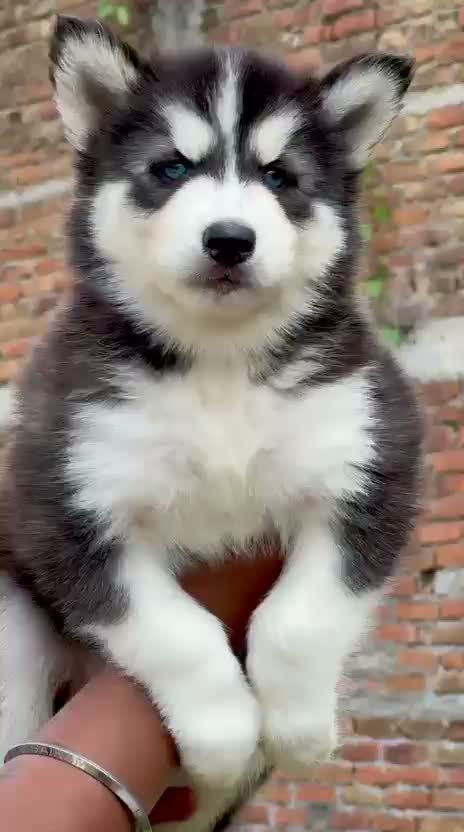 Siberian Husky Puppy | White Color, farm video
