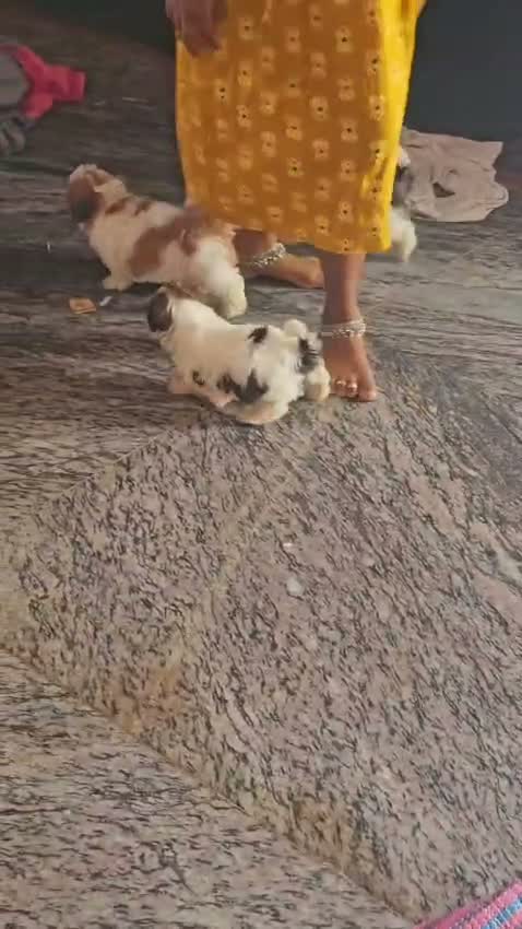 Shih Tzu | Black Color, farm video