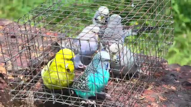 Budgies, farm video