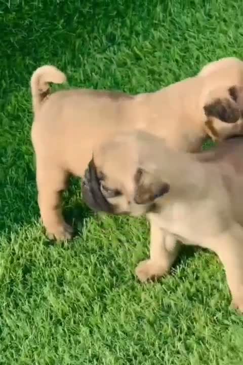 Pug Puppy, farm video