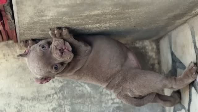 Dachshund Puppy, farm video