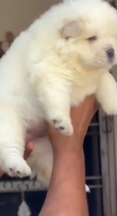 Dachshund Puppy, farm video