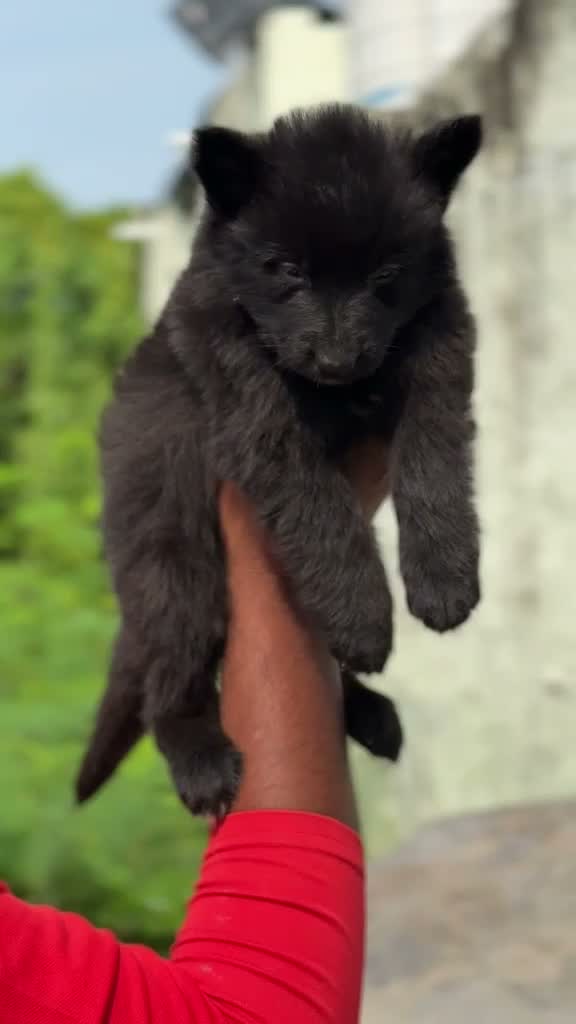 German Shepherd Puppy, farm video